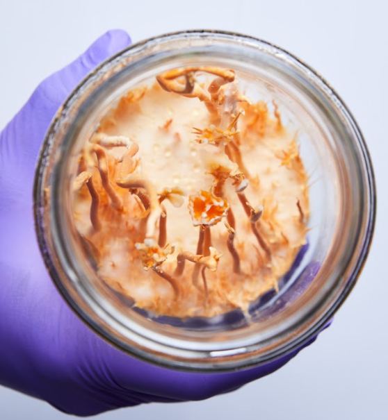 Cordyceps Militaris Liquid Extract