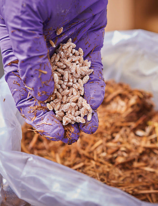 More Than a Topping: The Fungi Revolution