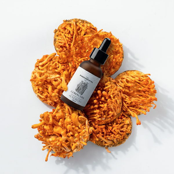 Energy | Cordyceps Militaris Liquid Extract