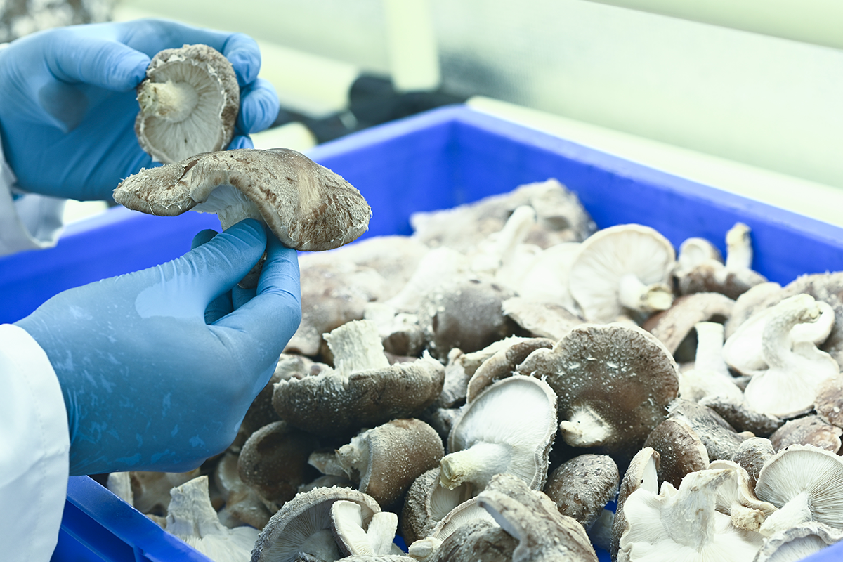 Person wearing gloves sorting mushrooms in a blue container with a blurred background