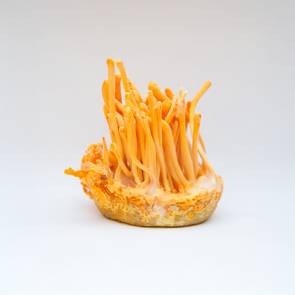 Cordyceps Militaris Liquid Extract