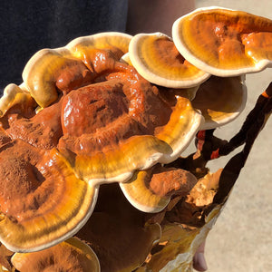 Reishi & Shiitake - Combo